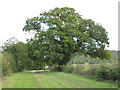 Oak tree in hedgerow by the Ridgeway in OX39 4SH