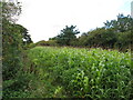 Maize in narrow field by the Ridgeway in OX39 4SH
