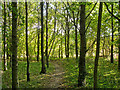 Footpath through wood, near Sprotts Hall, Polstead in CO6 5BU