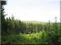 A stretch of young conifers near the NW edge of the forest in LL23 7ET