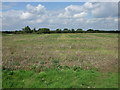 Farmland off Lion Road in IP22 1AL
