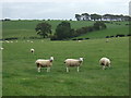 Grazing near Birkland Barrow in Over Kellet