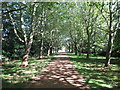 Avenue of trees from Swakeleys main gate in UB10 8QA
