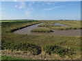 Saltmarsh near Wells in NR23 1LG