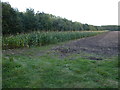 A strip of maize on The Dunstalls near Ely in Ely East Ward