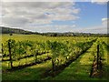 Denbies vineyard, seen from Calvert Road in RH4 1LN