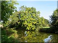 Autumn colours on the canal in PR4 0TB