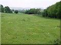 Pasture south of A359 in BA22 7AB