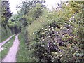 Hedgerow and bridleway at Church Bottom in SP5 5DS