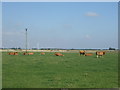Grazing near Longlands Farm in LN13 0PF