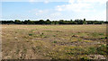 Harvested field beside Martham Road in NR29 5EA
