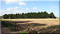 A windbreak between fields in NR29 4QQ