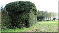 Overgrown building on a field's edge in NR29 4QQ