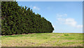 A shelterbelt of trees separating two crop fields in NR29 4QQ