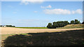Crop fields east of Martham in NR29 4QQ