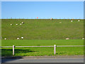 Sheep on reservoir bank in TW17 0DF
