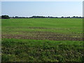 Flat farmland off Maiden Lane in PE24 5QG