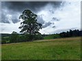 Mature Tree in a Field in DL11 7NE