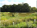 Pond on Shenfield Common in CM14 4BD
