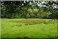 Meadow in the Cothi valley in SA19 8US