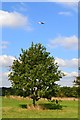 Tree and plane, Windsor Great Park in SL4 2BD