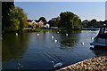 Swans on the Thames near Staines in TW18 3NL