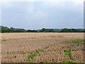 Stubble field north of Bury Lodge Lane in CM24 1AN