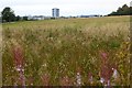 Garnkirk, overgrown field in G69 9JE