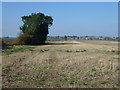 Stubble field on North Fen in CB6 3TJ