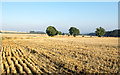 Isolated trees in stubble field in DH8 9LR