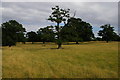 Ickworth Park: looking east from the monument to the Earl-Bishop in IP29 5RH