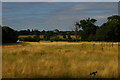 Ickworth Park: view north near the Ivy Cottage entrance in IP29 5RJ