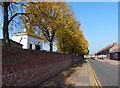 Trees along Milligan Road in Aylestone in LE2 6FZ