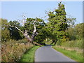 Dead trees on Elmbridge Lane in WR9 0DA