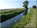 Tree on the bank of Soham Lode in East Cambridgeshire District