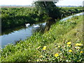 A pair of swans on Soham Lode in East Cambridgeshire District