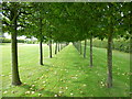 Avenue of Pleached Limes at Houghton Hall in PE31 6UE