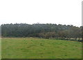 Grazing towards woodland in DG11 3LP