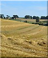 Harvested field, Lambourn, Berkshire in RG17 8YH