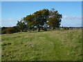 Coulsdon: Farthing Downs.  Beeches. in CR5 3EA