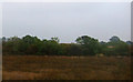 Rough grazing and trees near Kingmoor in Kingmoor