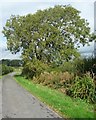 Roadside tree, Moss Lane West in PR4 3SE