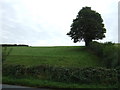 Grazing off Lancaster Road (A6) in LA2 6JU