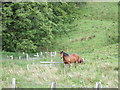 Horses in the Kildrummy pass in AB33 8RB