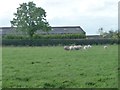 Sheep grazing, north of Moor Hall Lane in PR4 3RU