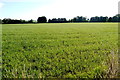 Grass Field in TA20 3EA