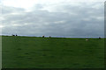 Hillside grazing near Well Heads in Levens and Crooklands Ward