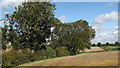 Trees in field boundary hedge in NR18 9RL