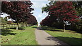 An avenue of copper beeches at Leicester Forest West in LE9 9QU