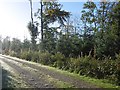 South Turnmuir Plantation in DG11 2DU